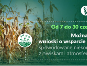 Rolnicy, którzy ponieśli w 2020 r. straty w uprawach spowodowane niekorzystnymi zjawiskami atmosferycznymi mogą składać wnioski o pomoc