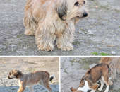 Pieski do adopcji